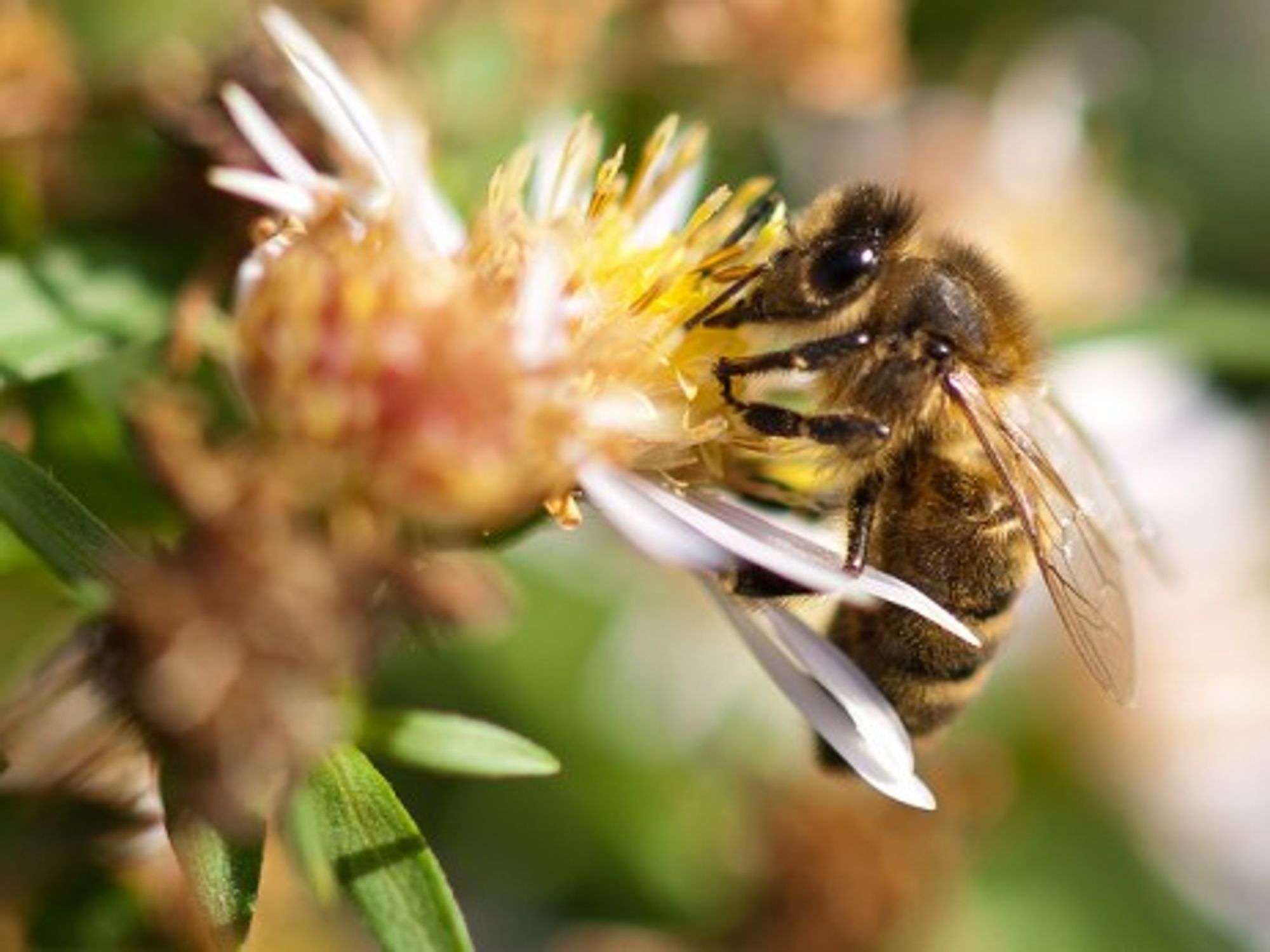 A French honey bee (wwarby)