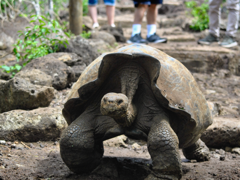 A Galápagos giant tortoise is walking with tourists in the background, on San Cristobal Island, Galapagos.