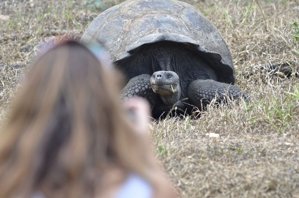 A Galpagos giant tortoise.