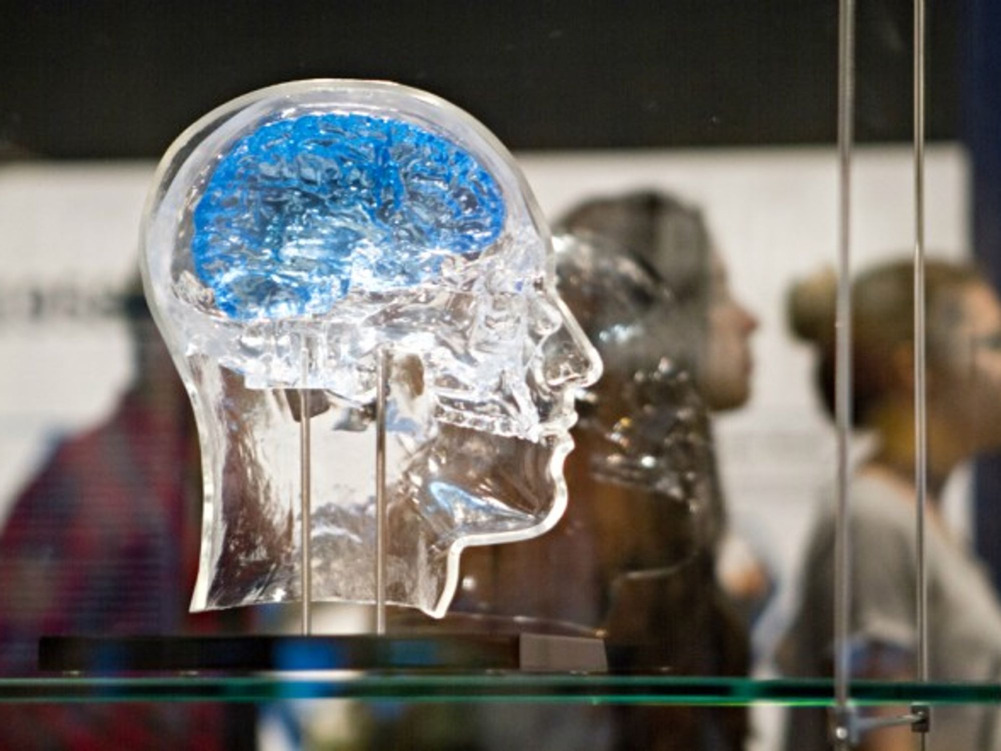 A glass head containing a Neural Interface for Memory Restoration sensor developed by DARPA, which reads signals from the brain, stimulating neurons to combat memory loss.