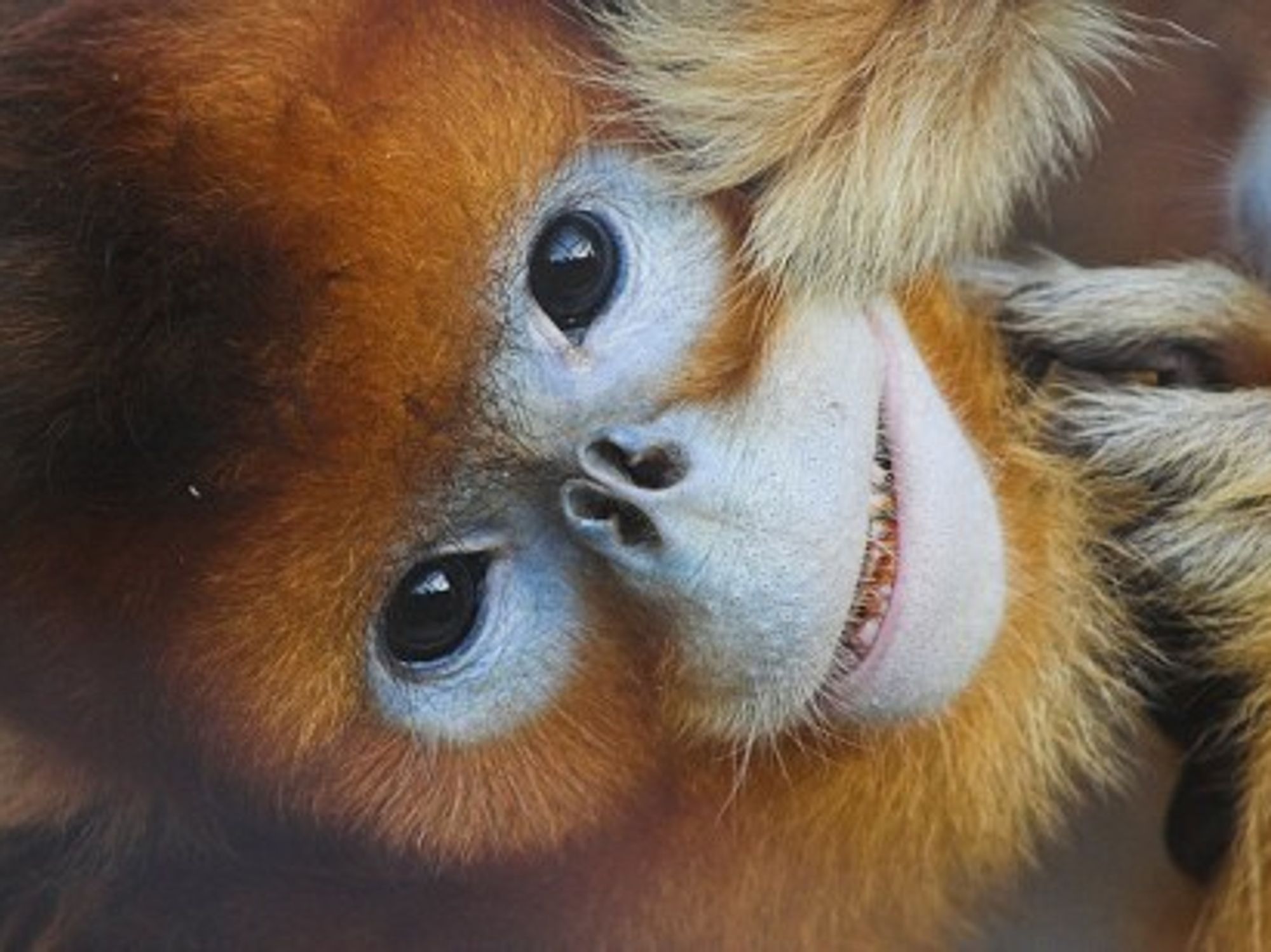 A golden snub-nosed monkey, cousin of the sneezer (suneko)
