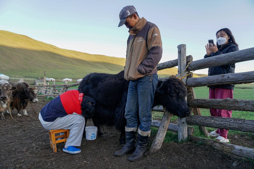 A herdsman teaches South Korean tourists to milk a cow.