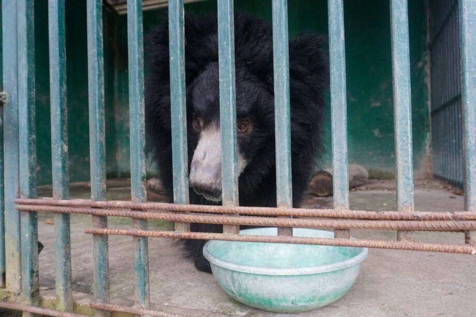 A Himalayan black bear at Jamunkhadi Community Forest.