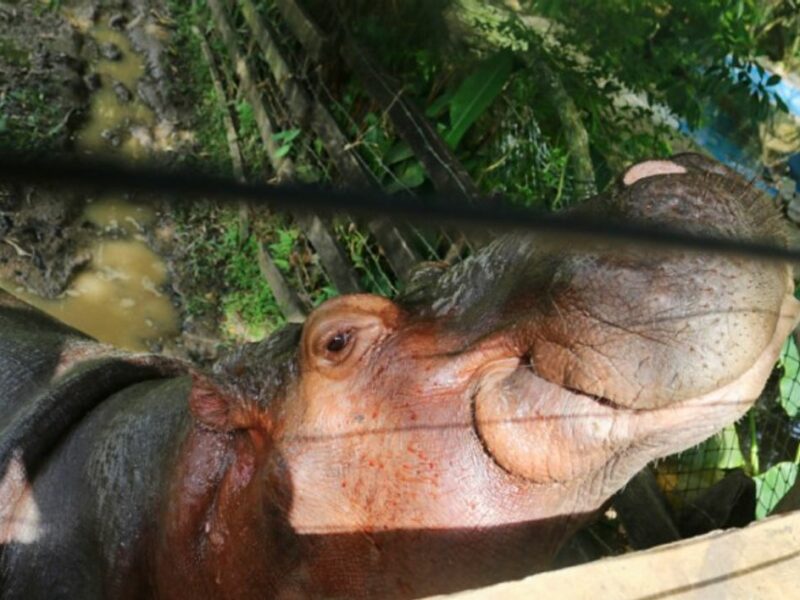 A hippo in Escobar's former private zoo.