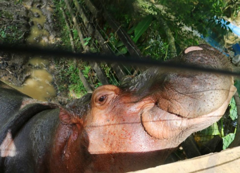 A hippo in Escobar's former private zoo.