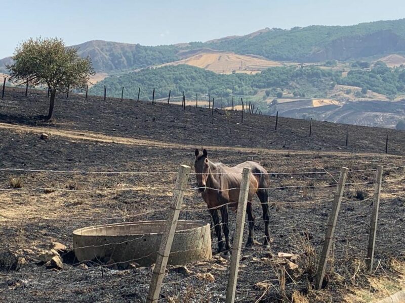 Record Drought & Heartbreak: Italy's Farmers Reap The Damages Of Climate Change