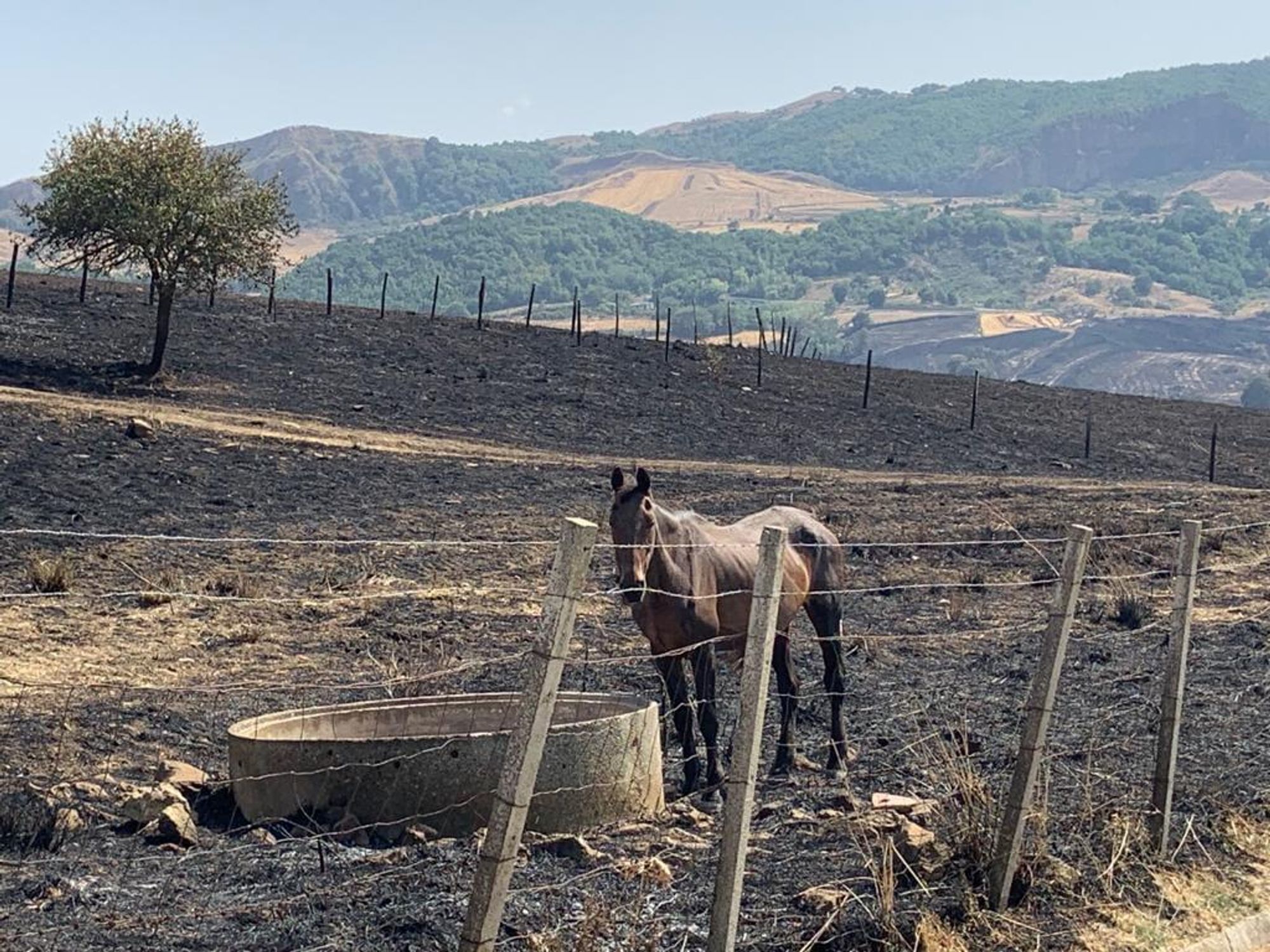 Record Drought & Heartbreak: Italy's Farmers Reap The Damages Of Climate Change