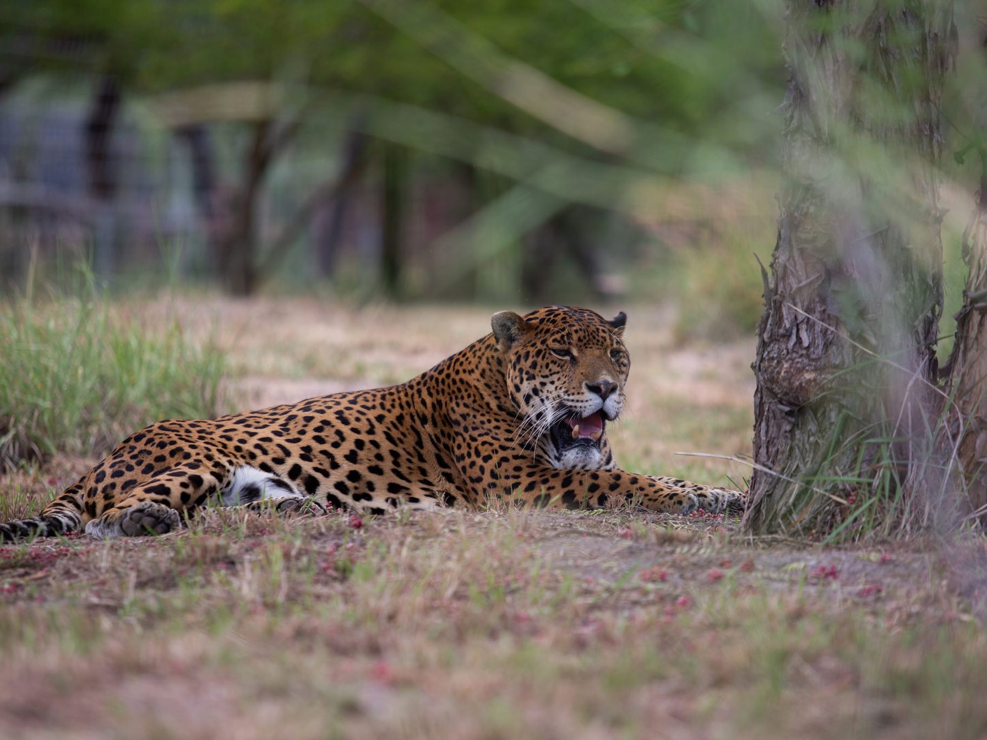A DNA Bank To Save Jaguars Threatened By Mexico’s Mega Rail Project