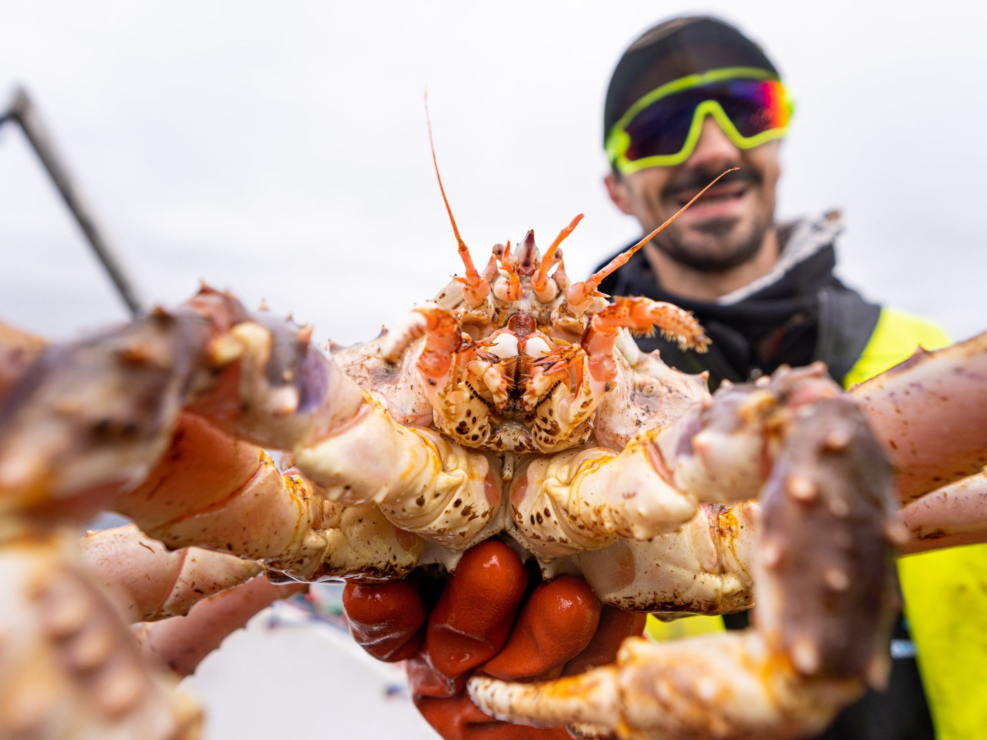 A king crab caught by a tourist during a safari in Norway.