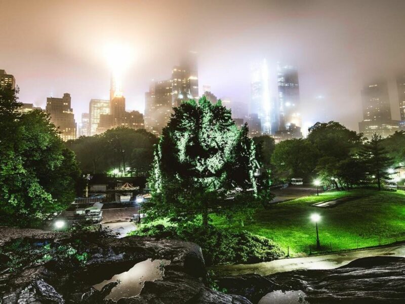 A large tree sculpted in the shape of a face.