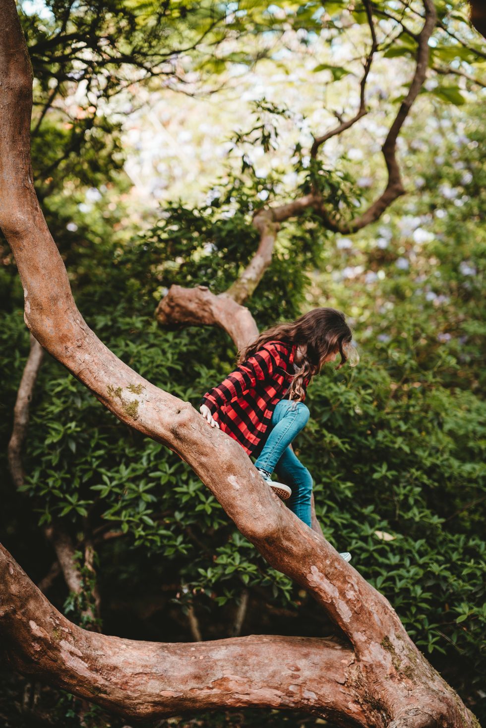 A little girl in red plaid climbs on a tree.