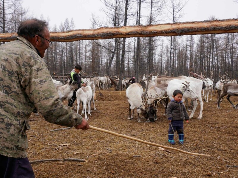 A man and his grandchild surrounded by reindeers.