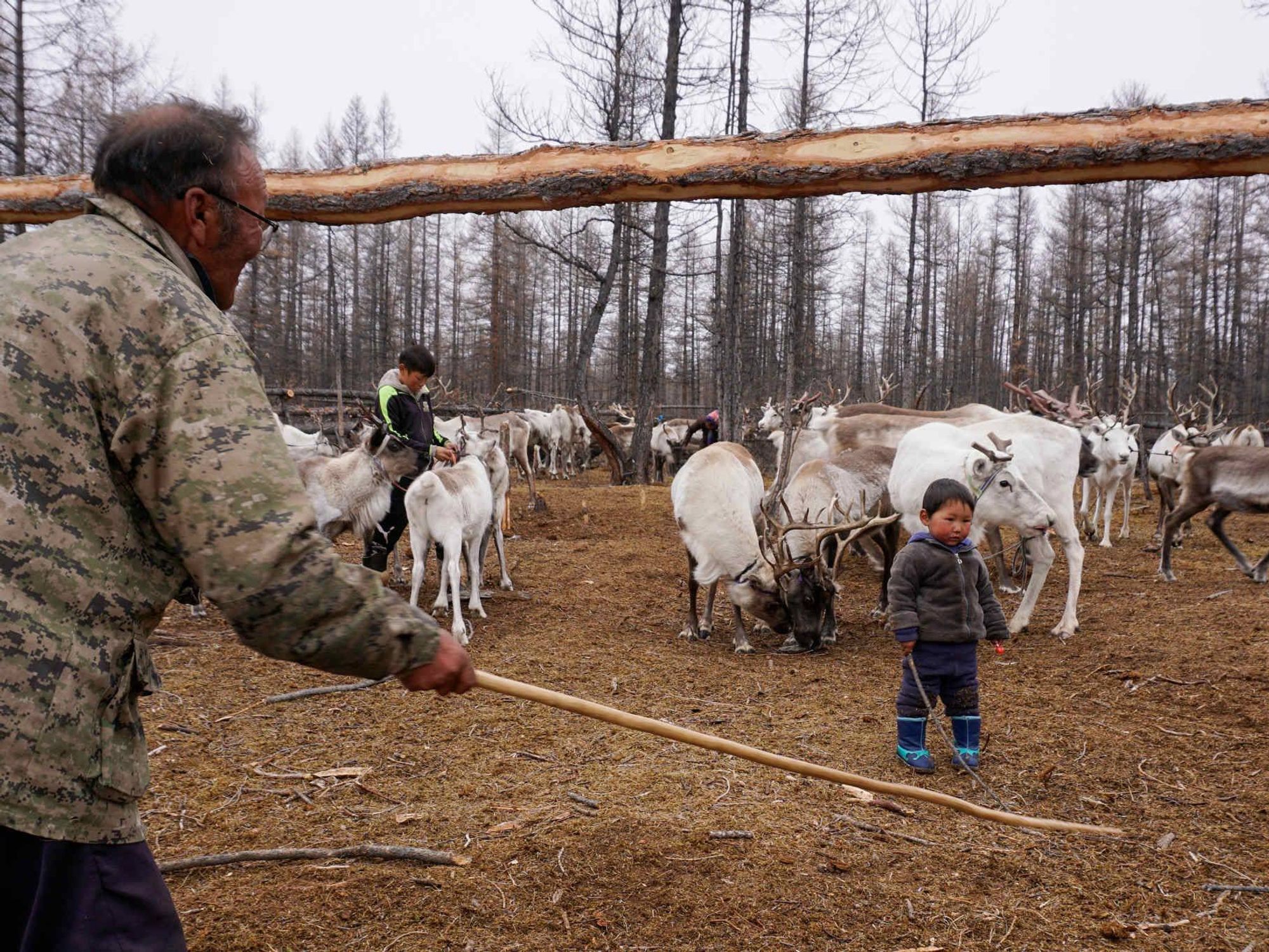 A man and his grandchild surrounded by reindeers.