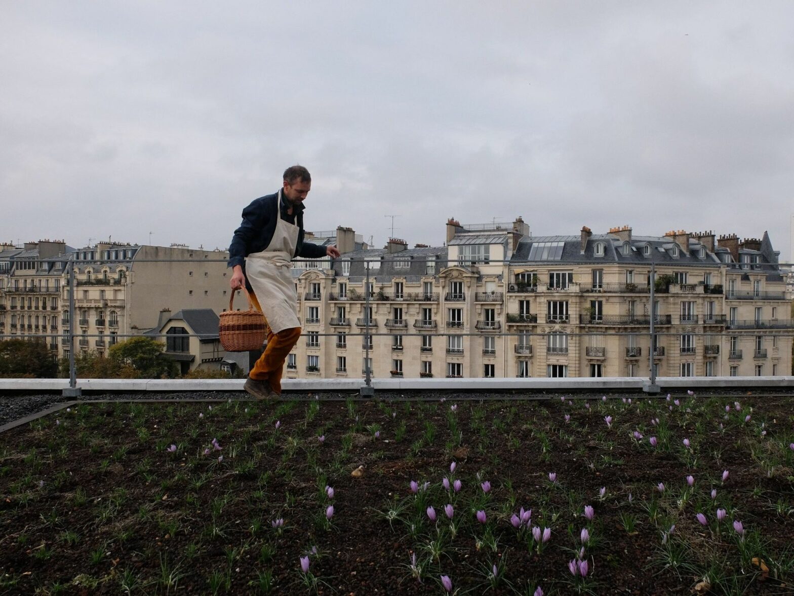 A man holds a basket while harvesting on a roof garden in Paris .