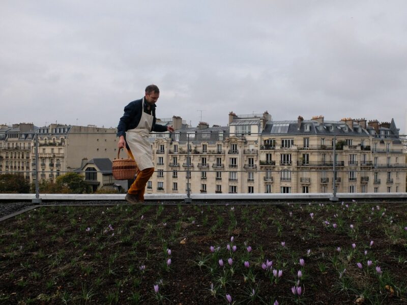 A man holds a basket while harvesting on a roof garden in Paris .