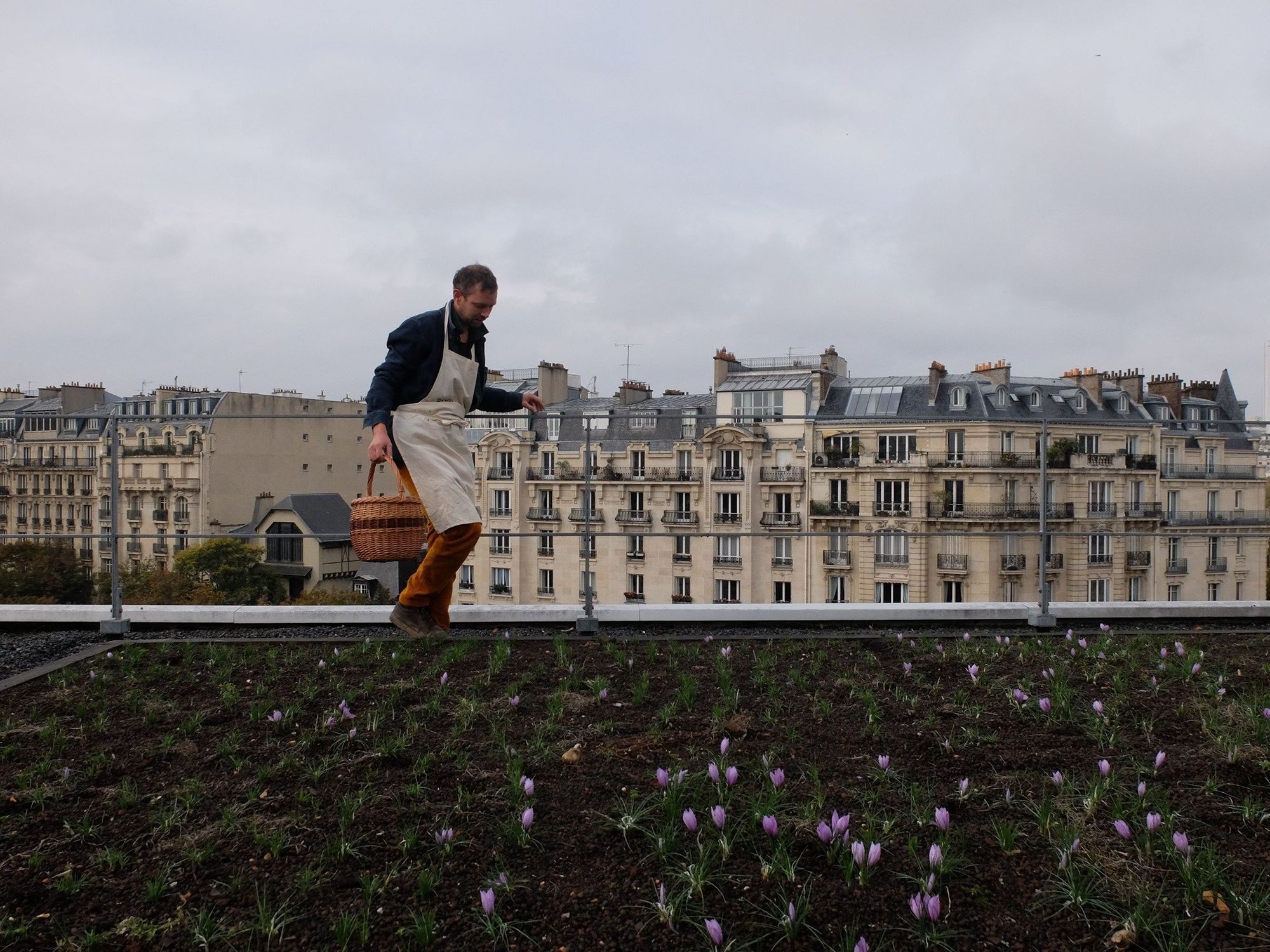 A man holds a basket while harvesting on a roof garden in Paris .