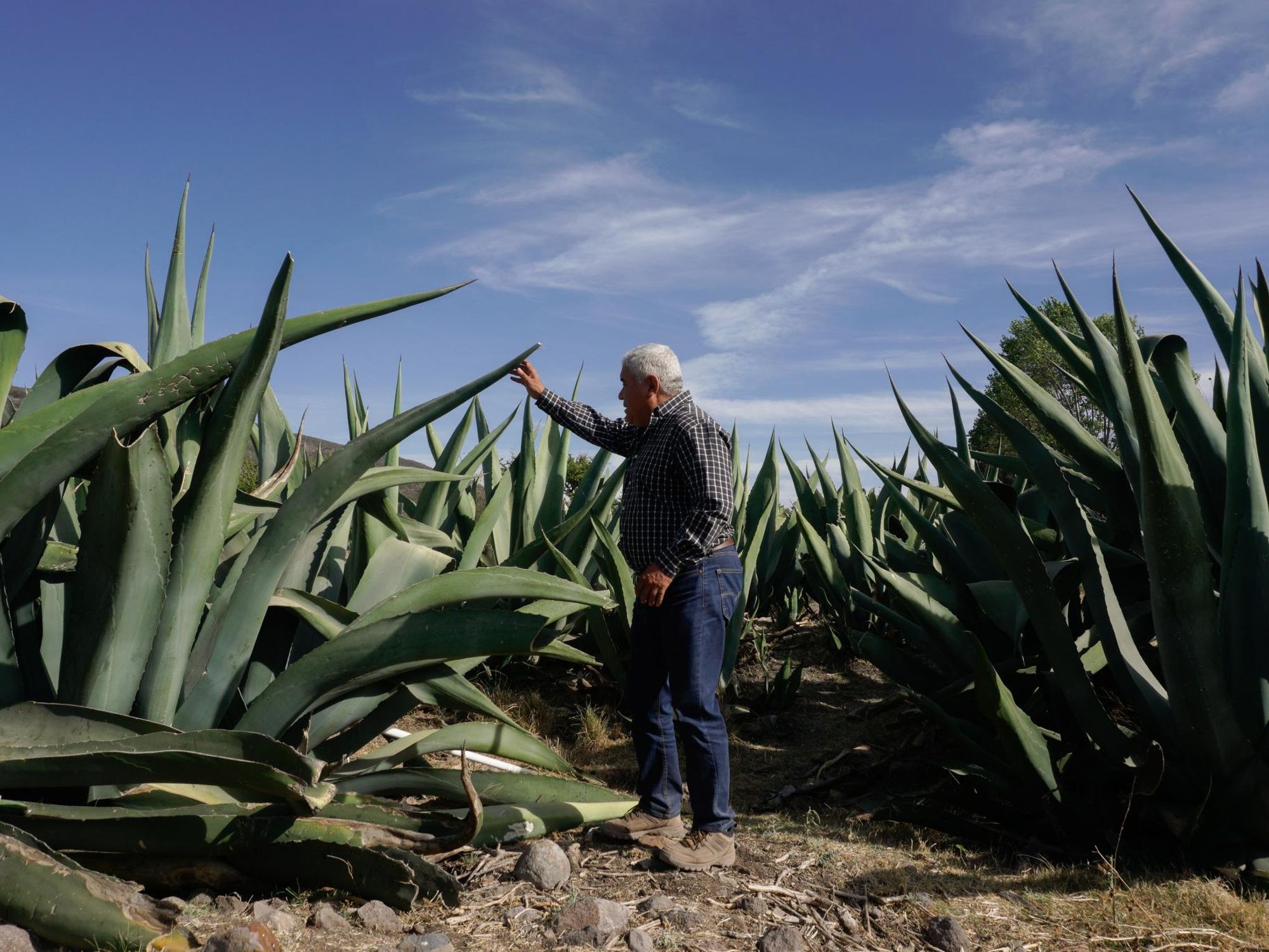 a man inspecting agave plant's leaves.