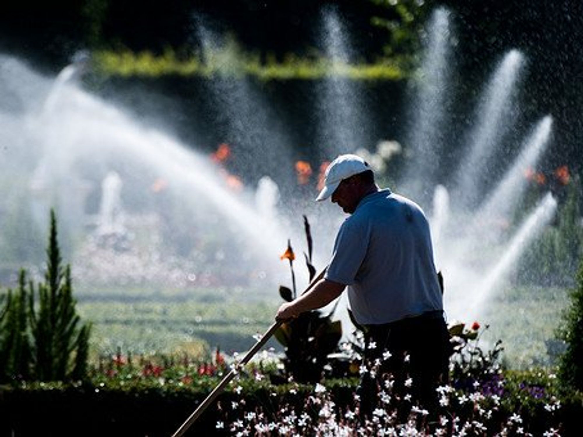 A Man raking and maintaining a garden while sprinklers go off behind him.