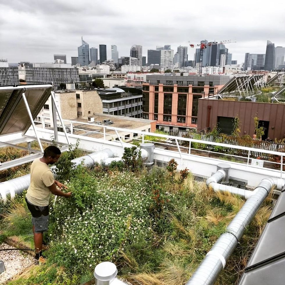 A man tends to a garden on a rooftop in Paris.