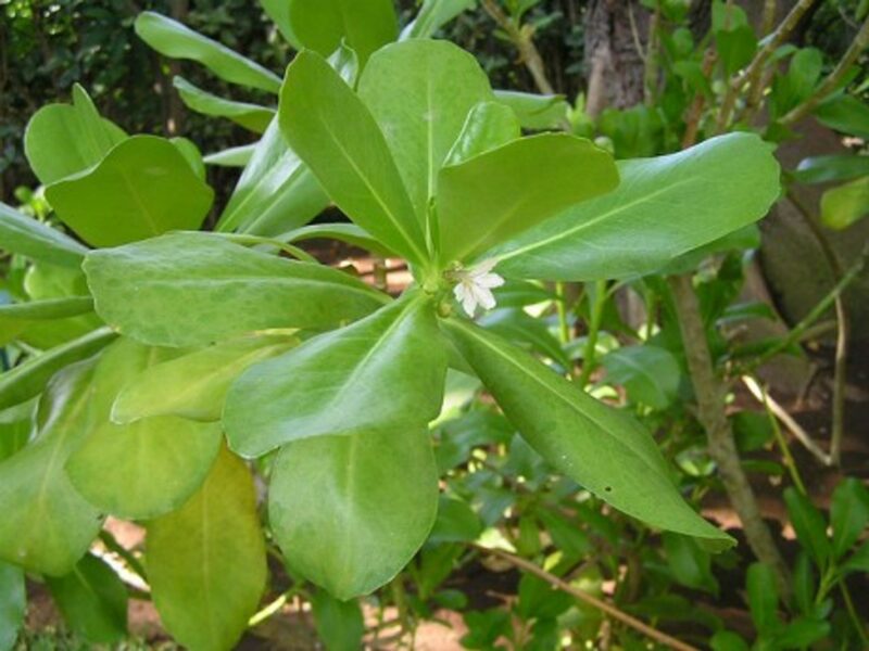 A manioc plant in bloom