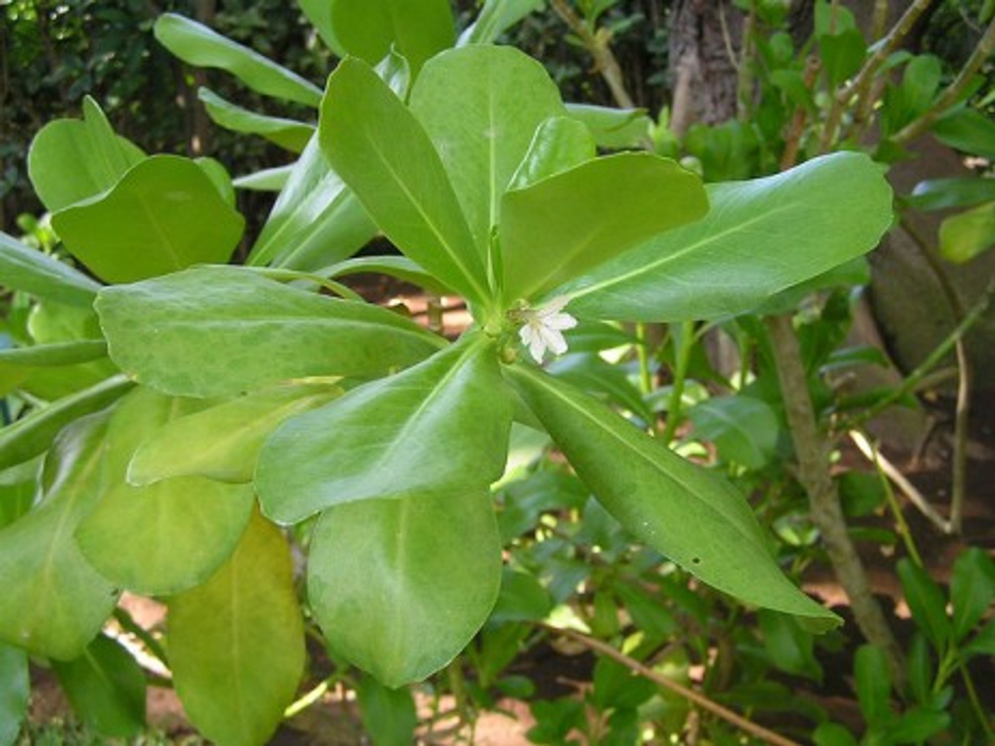 A manioc plant in bloom
