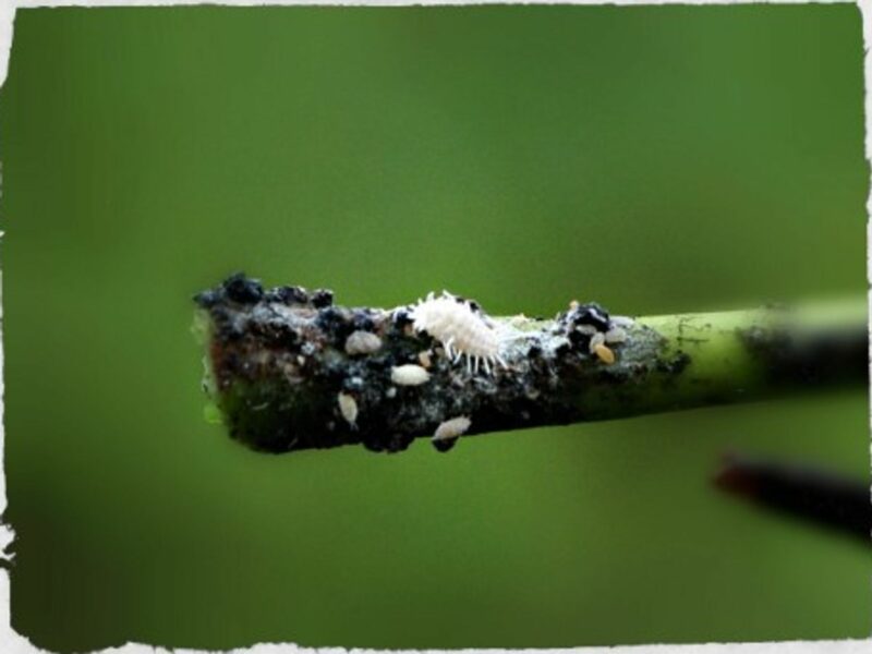 A mealybug on a cassava stem