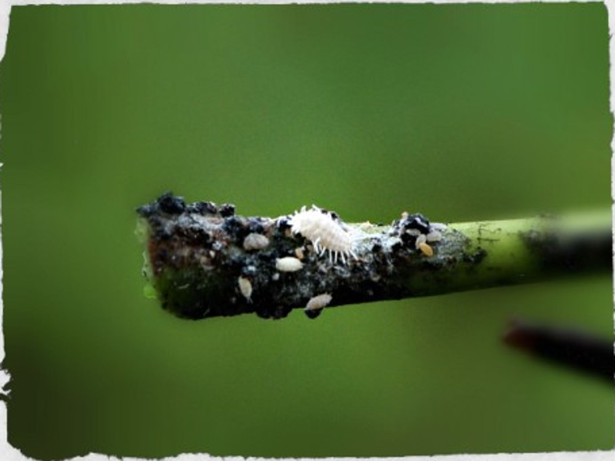 A mealybug on a cassava stem