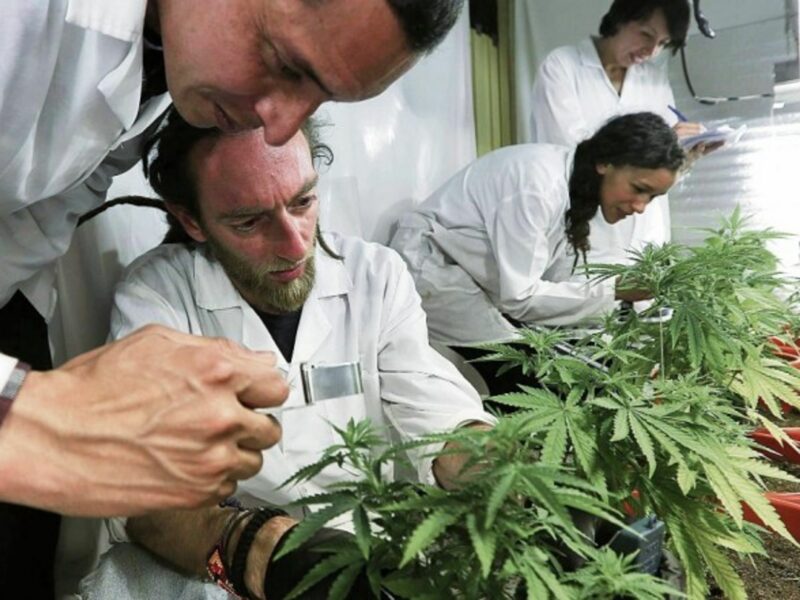 A medical cannabis farm in Bogotá