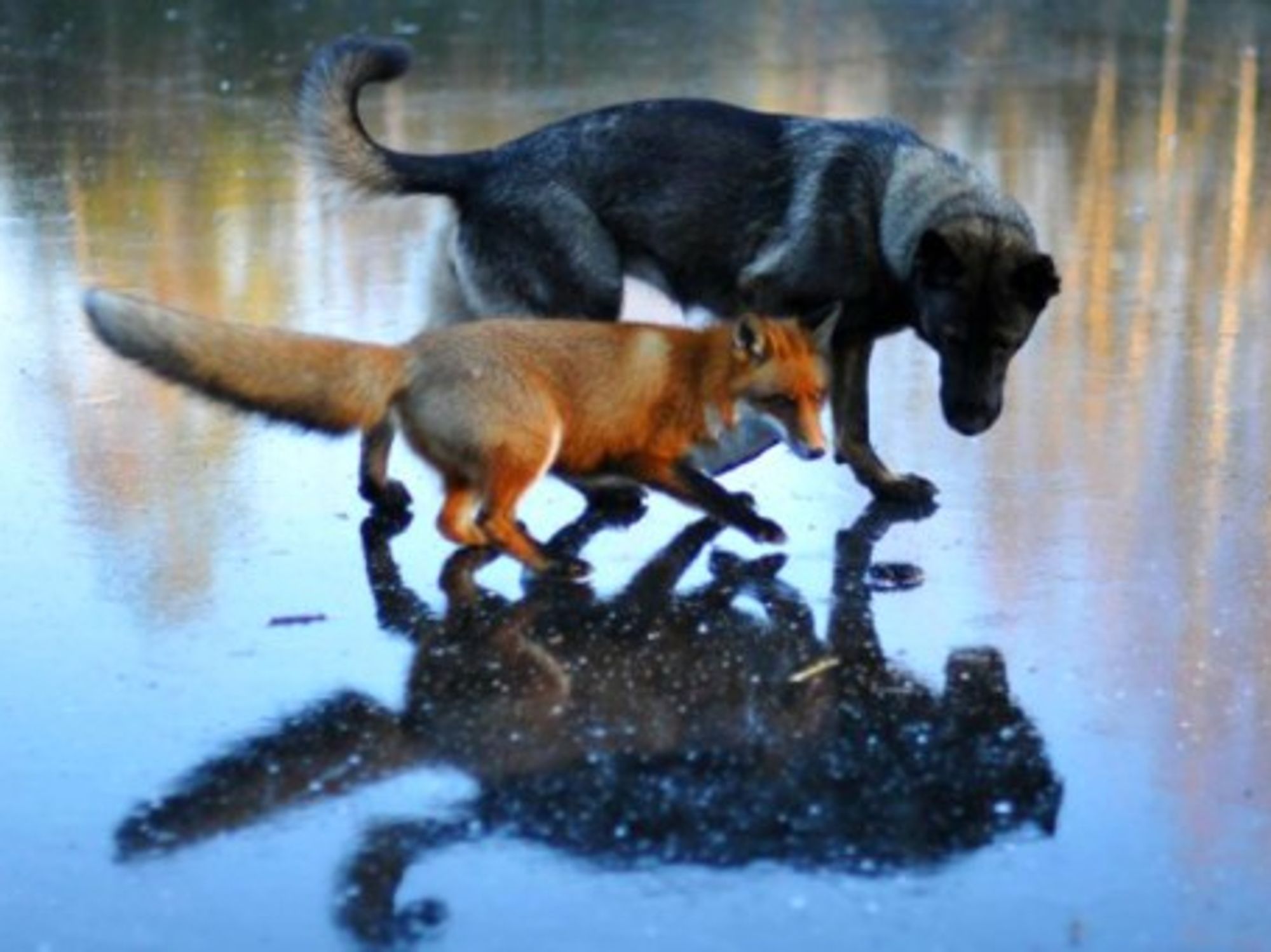 A Norwegian Dog And Fox Help Redefine Animal Friendship