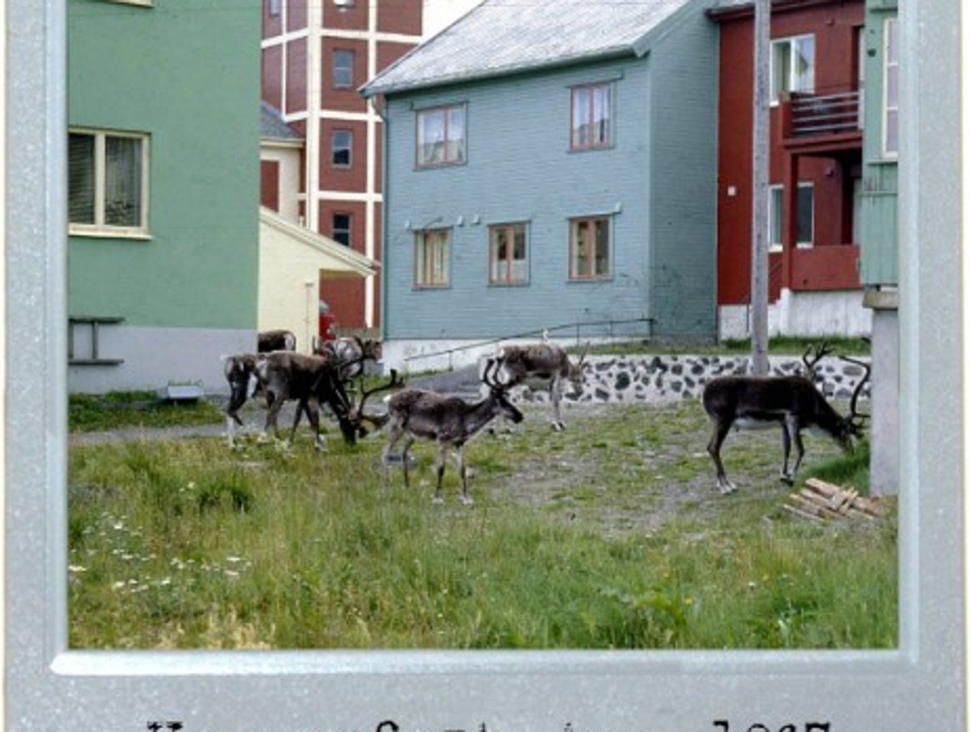 A Norwegian Kind Of Pet