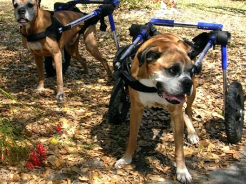 A pair of handicapped boxers