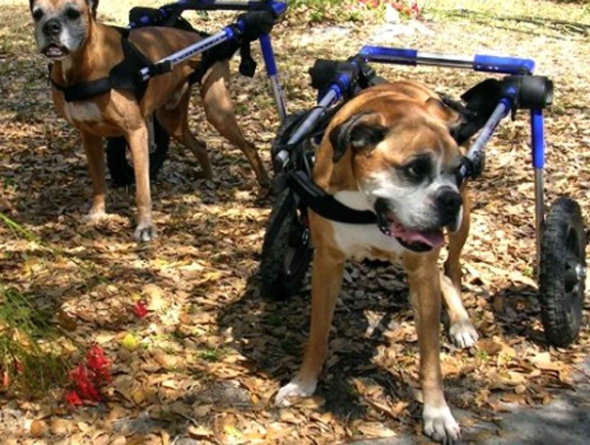 A pair of handicapped boxers