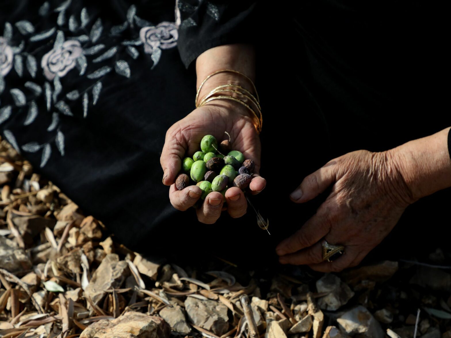 A Palestinian woman holds olives in her hands