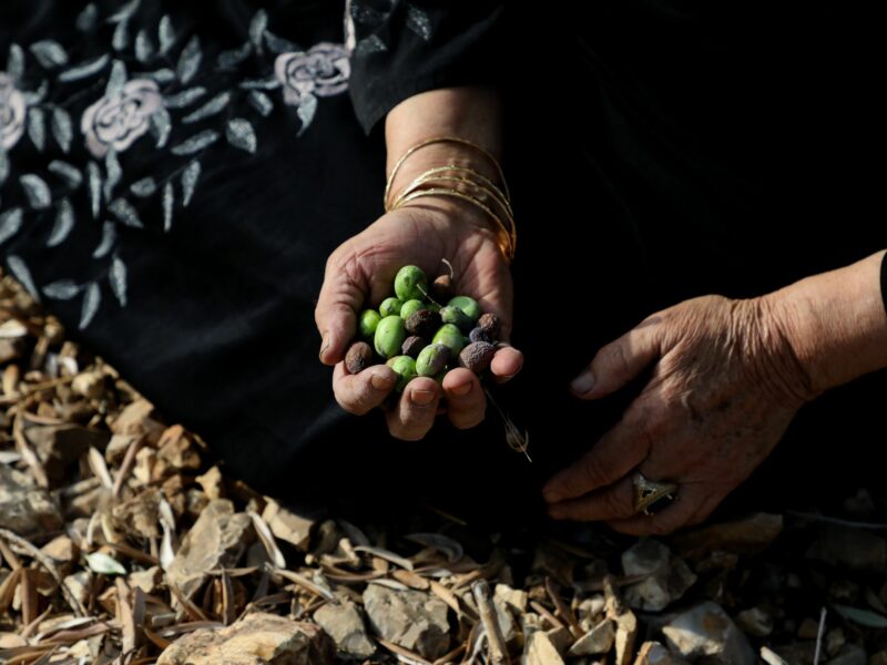 A Palestinian woman holds olives in her hands