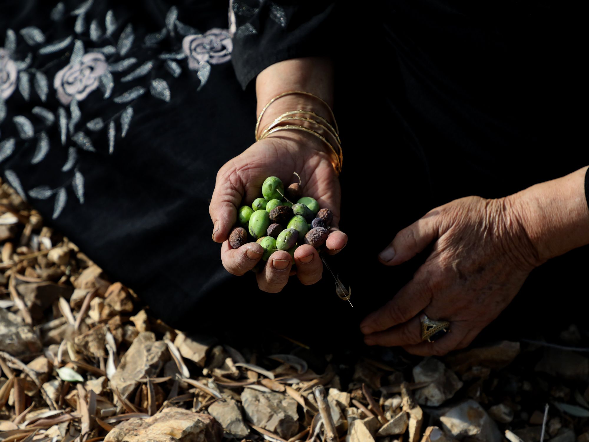 A Palestinian woman holds olives in her hands