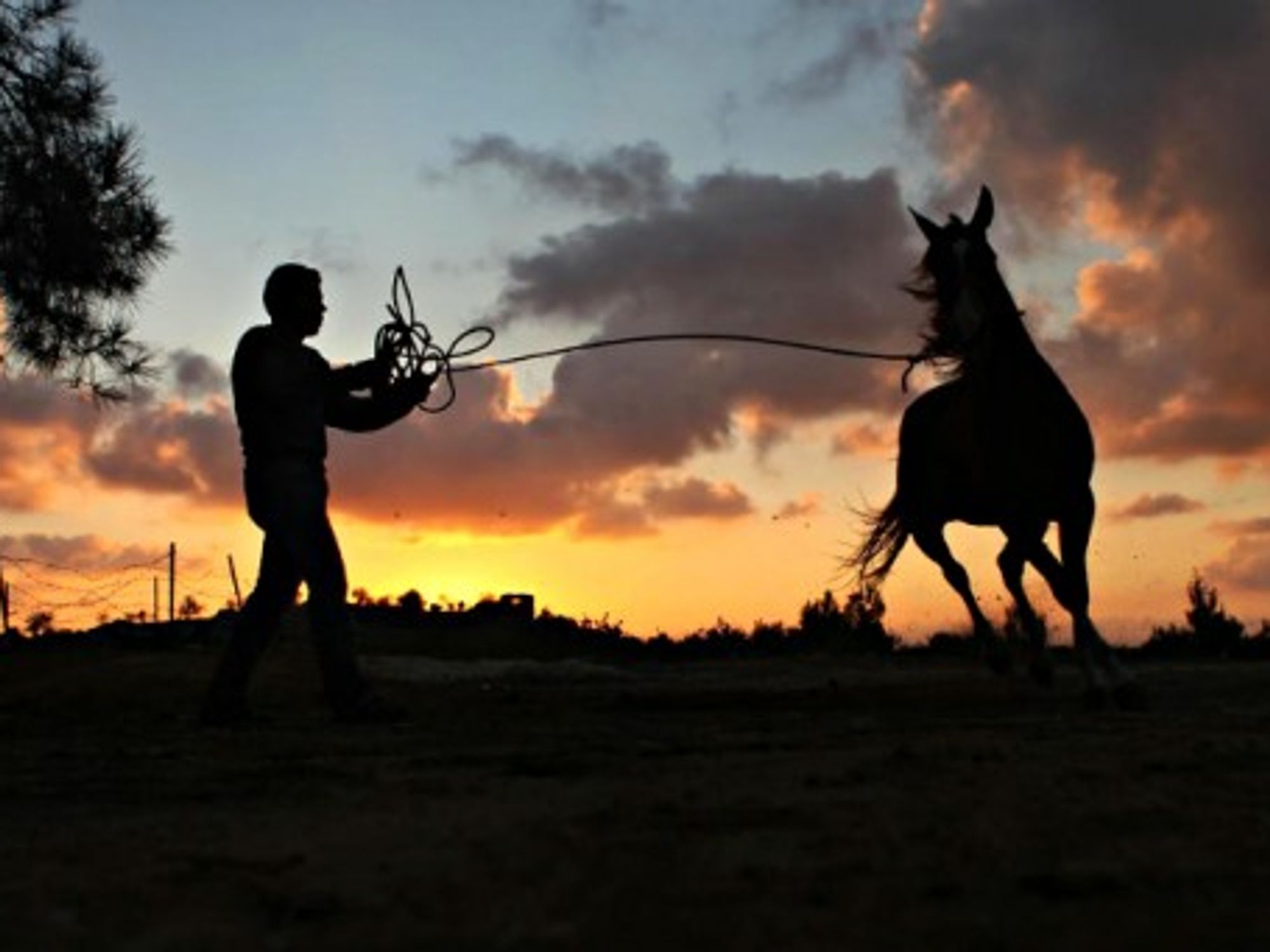 A Palestinian youth plays with his horse at sunset in the West Bank.