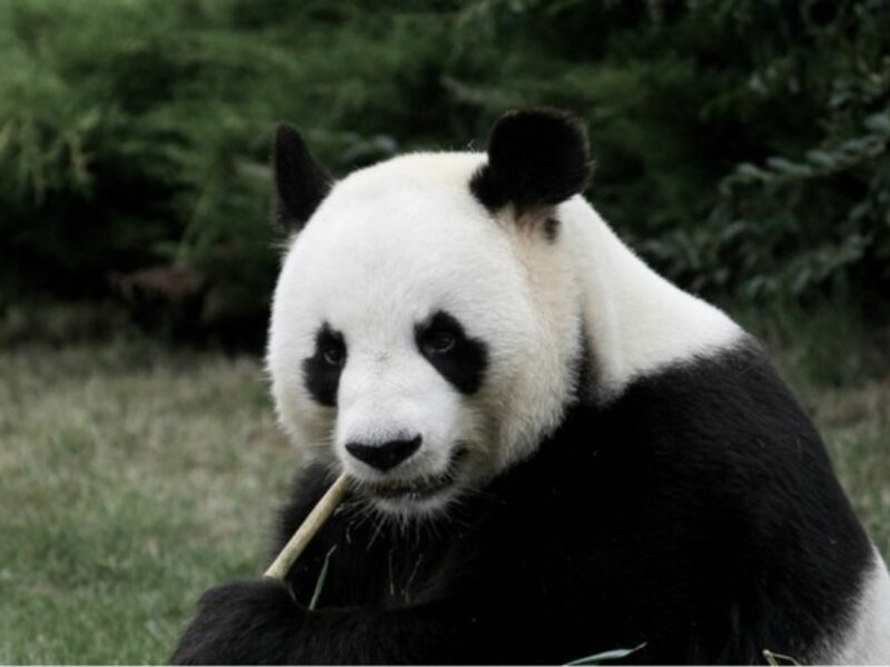 A panda at the Beauval zoo in France enjoys a piece of bamboo