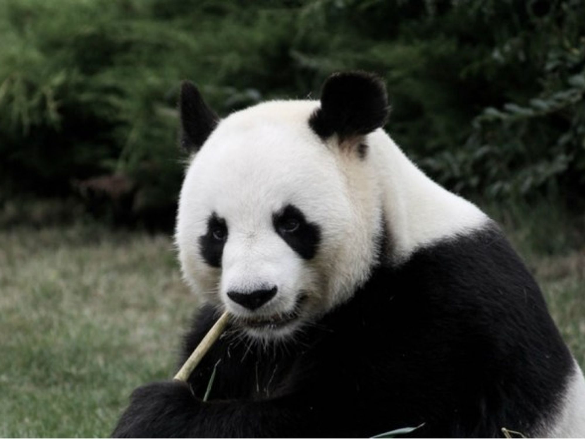 A panda at the Beauval zoo in France enjoys a piece of bamboo