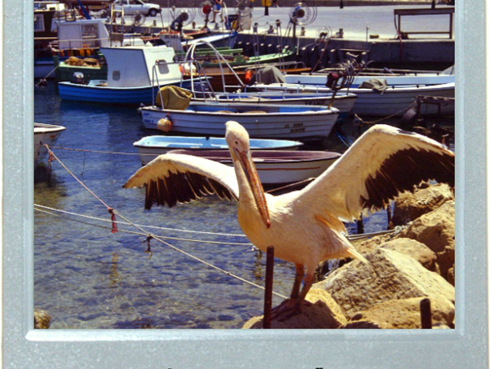 A Pelican's Pause