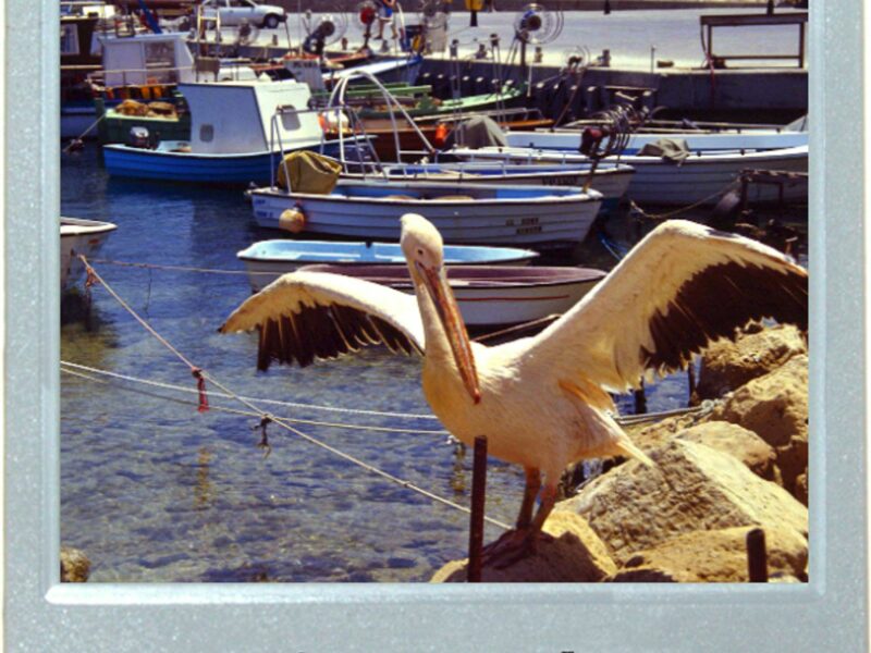 A Pelican's Pause