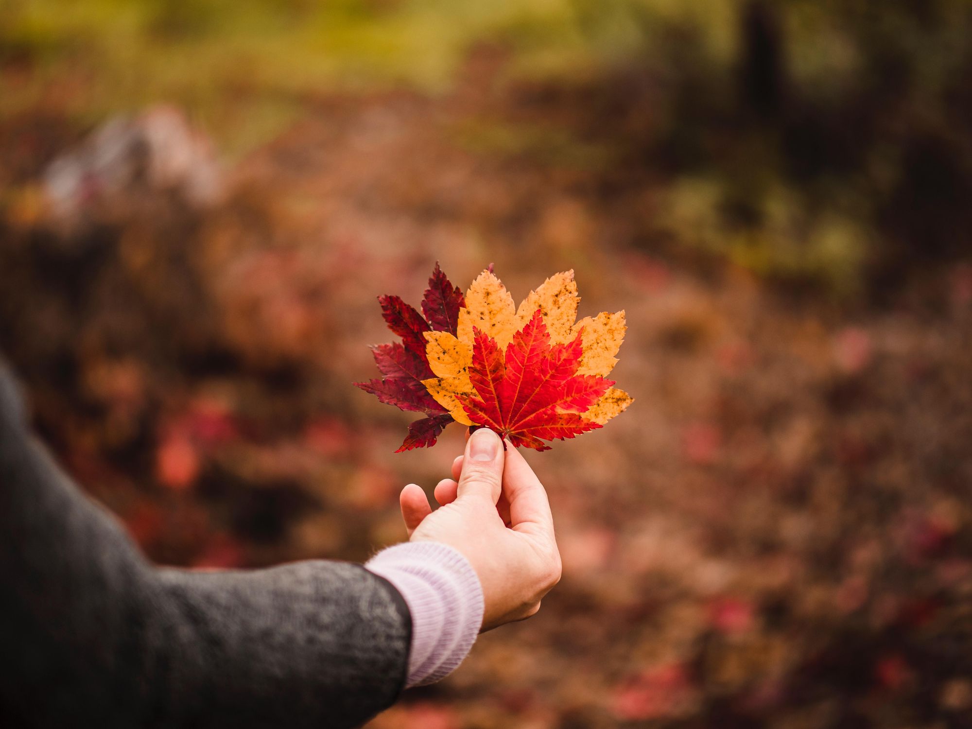 Autumn Foliage, A Bright Sign Of Global Warming