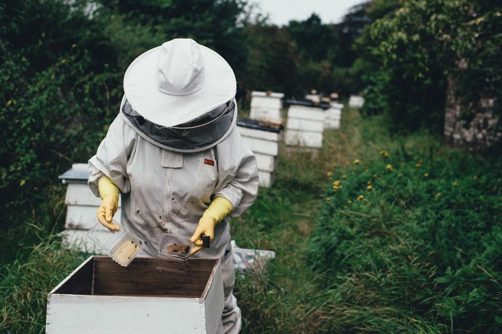 A person in beekeeper's clothes tends to a hive in a green garden.