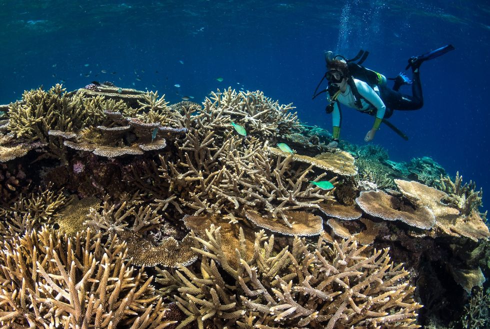 a photo of a driver conducting research at the Great Barrier Reef.