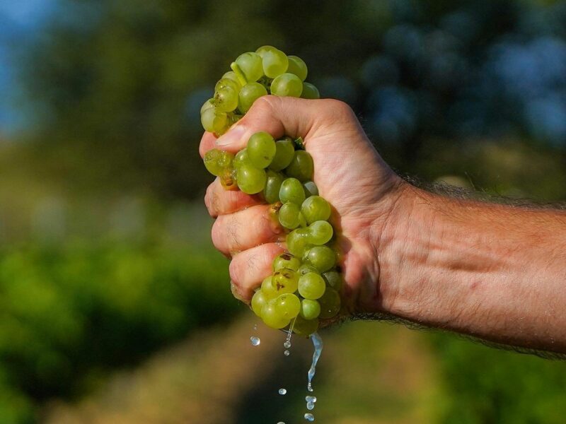A photo of a man squeezing grapes.