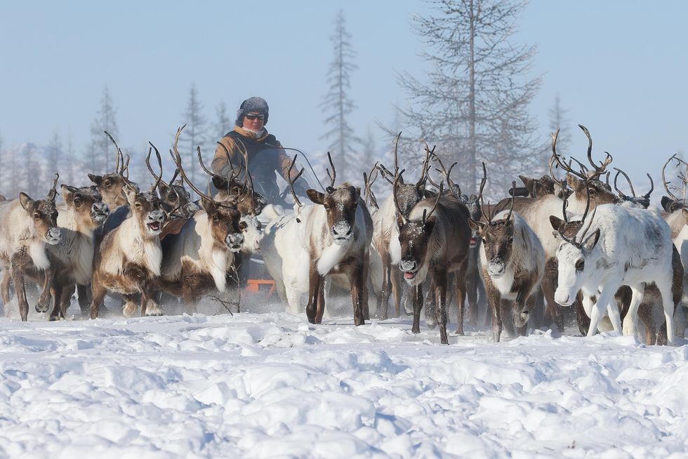 A photo of a reindeer herder and reindeer
