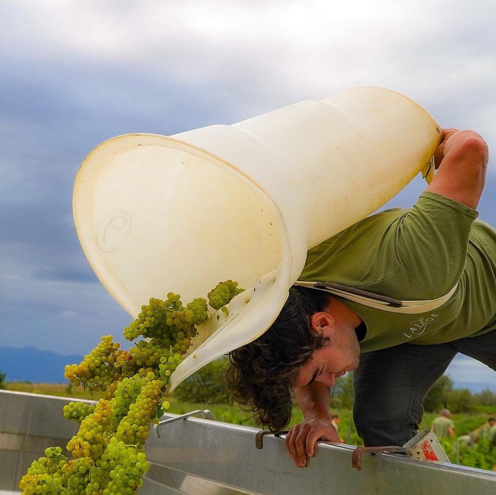 A photo of a wine grower dumping grapes from a tub strapped to his back in backpack fashion into a larger container for grapes.