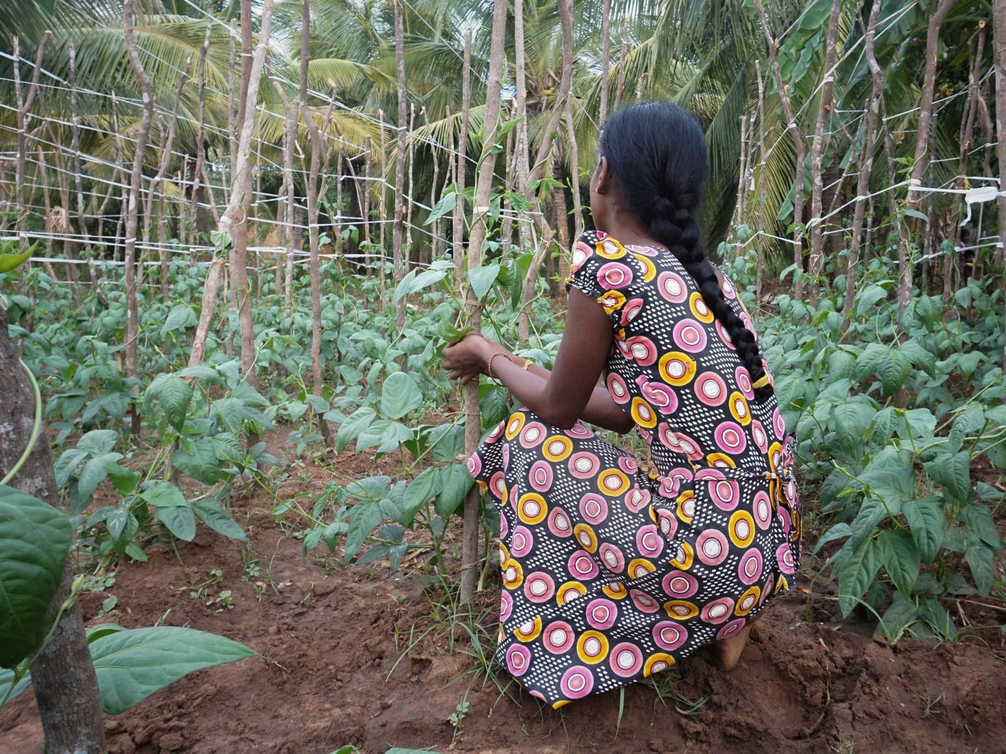 A photo of girl performing manual labor on a farm in the Jungle.