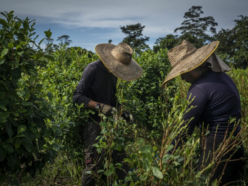 A photo of workers locally known as ''raspachines,'' harvesting coca leaves on a plantation.