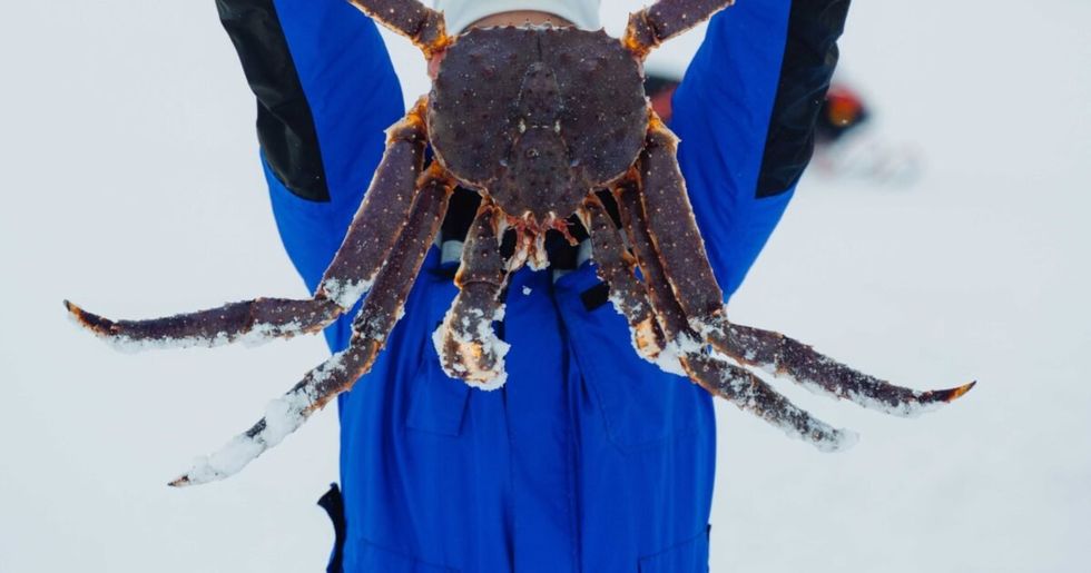 A picture of a king crab in Norway.