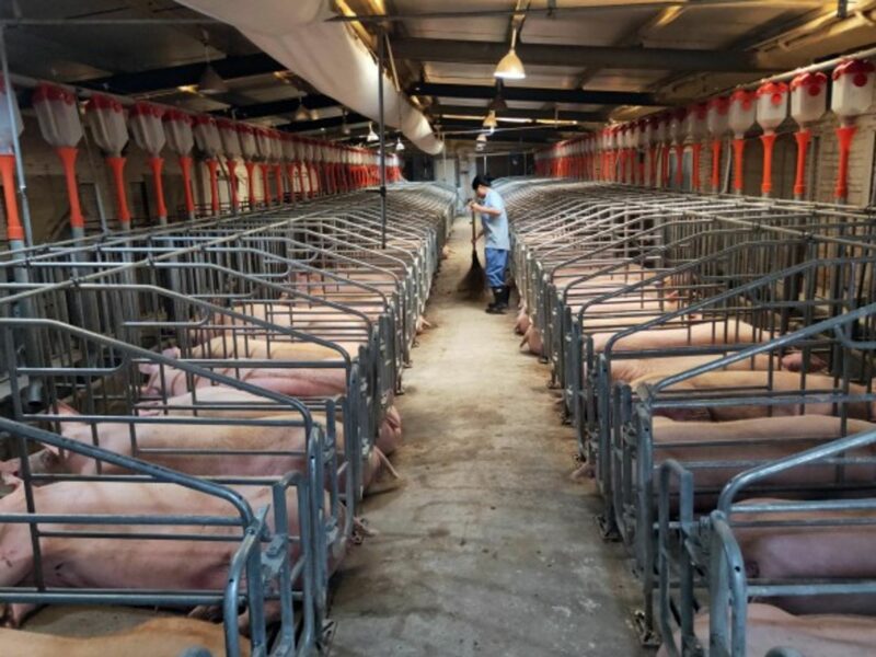 A pig farm in China's Jiangxi Province